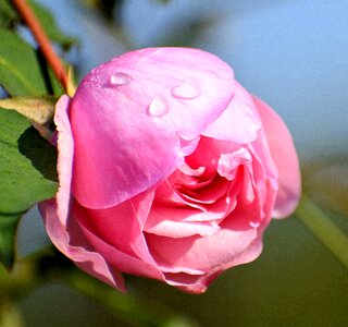 Bloom pink romance photo