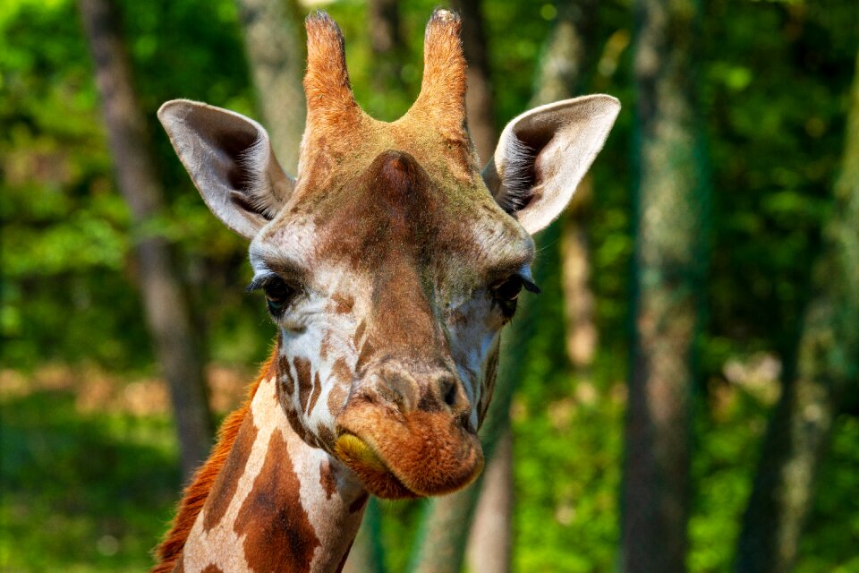 Animal portrait zoo animal