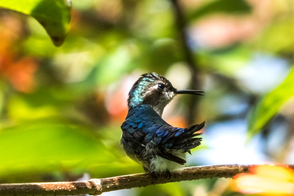 Mellisuga helenae zunzuncito endemic