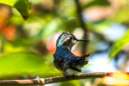 Mellisuga helenae zunzuncito endemic photo