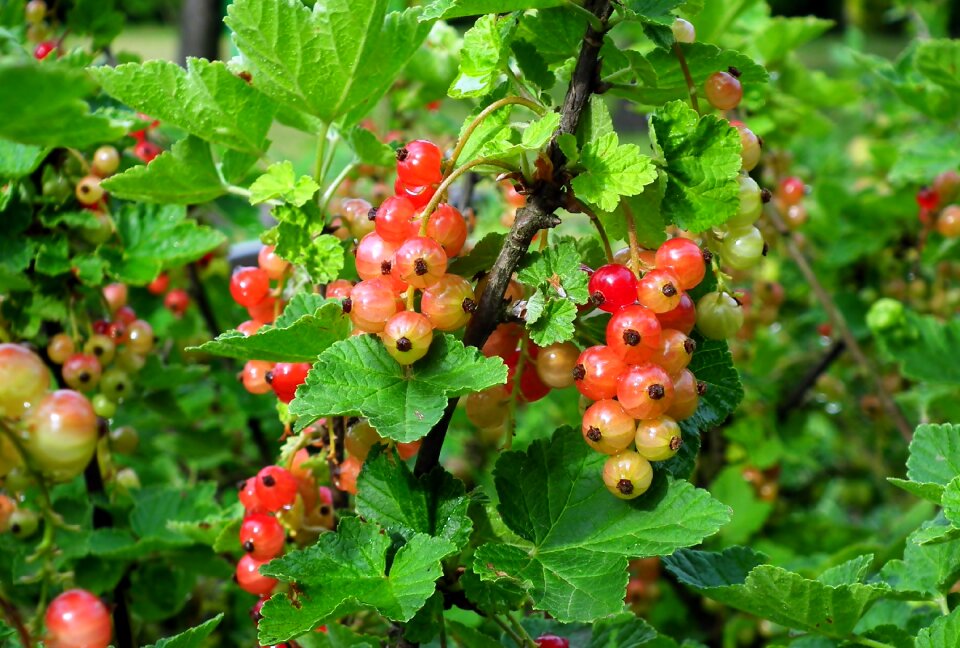 Bush garden vitamins