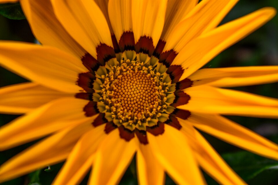 Beautiful flower beautiful spring