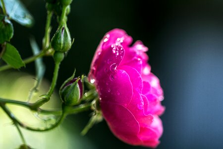 Flowers plants love