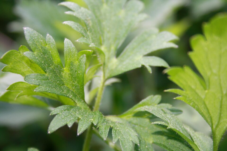 Leaves green leaf small plant