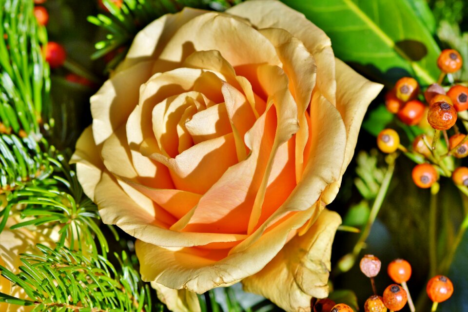 Blossom bloom flower