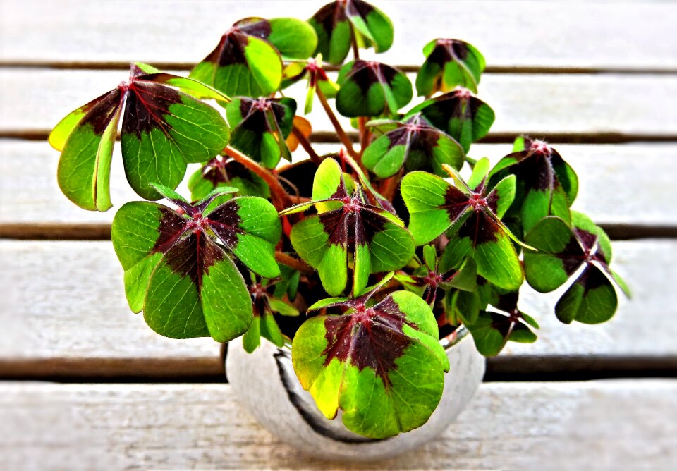 Plant pot lucky charm