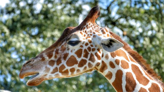 Safari animal herbivore photo