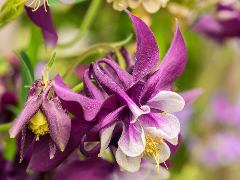 Summer close up columbine photo