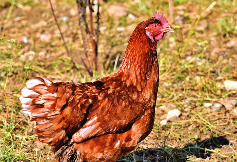 Rump free range livestock
