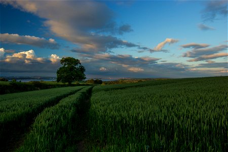 Agro Field