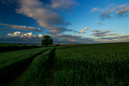Agro Field