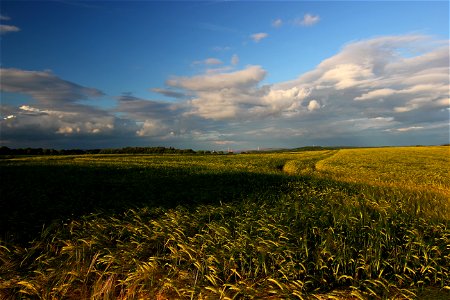 Agro Field
