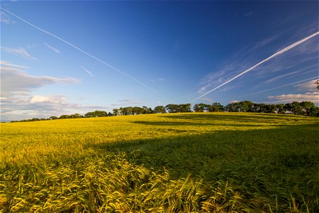 Agro Field