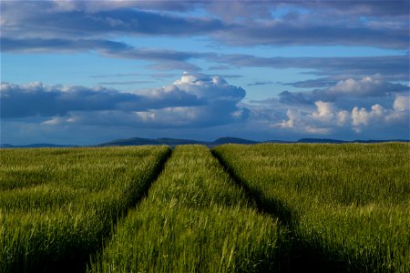 Agro Field