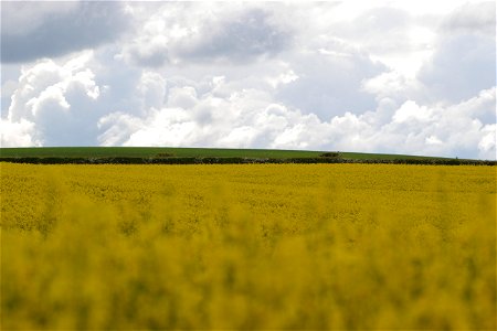 Agro Field