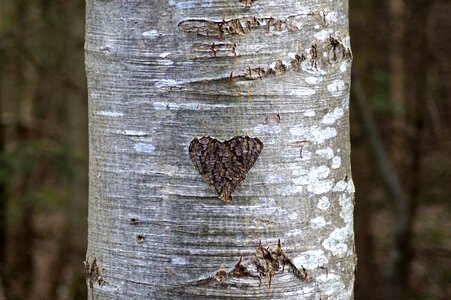 Birch tree bark photo