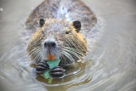 Nature nutria rodent