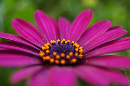 Summer natural garden