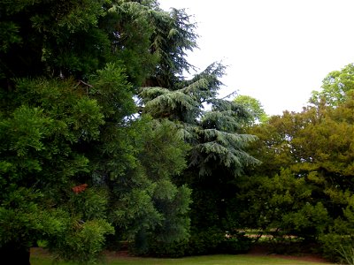Nature Trees photo
