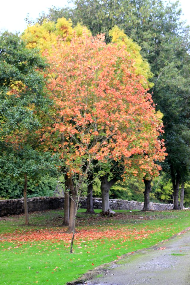 Nature Trees