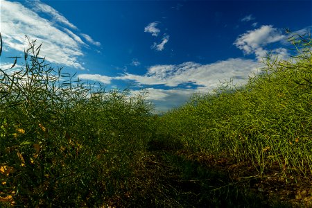 Agro Field