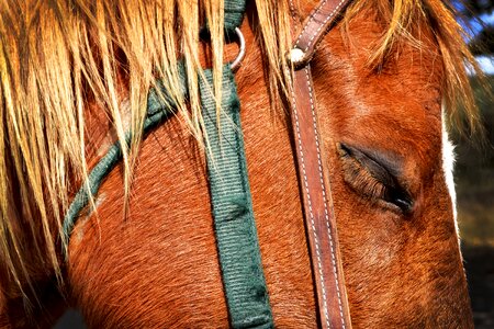 Equine brown farm photo