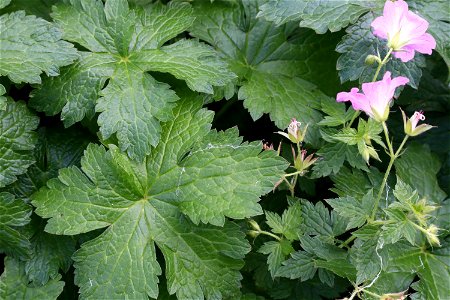 Nature Leaves