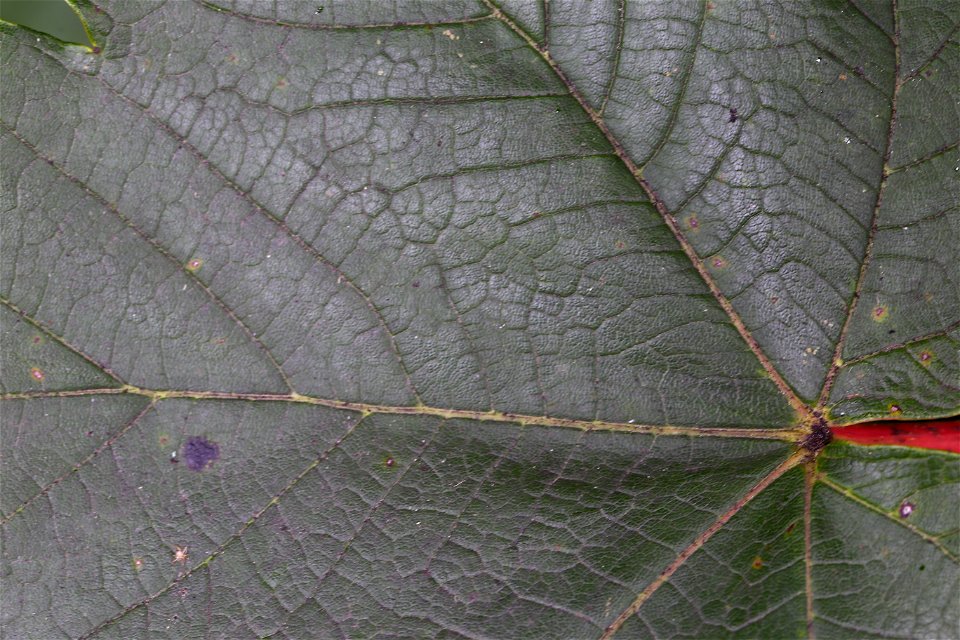Nature Leaves