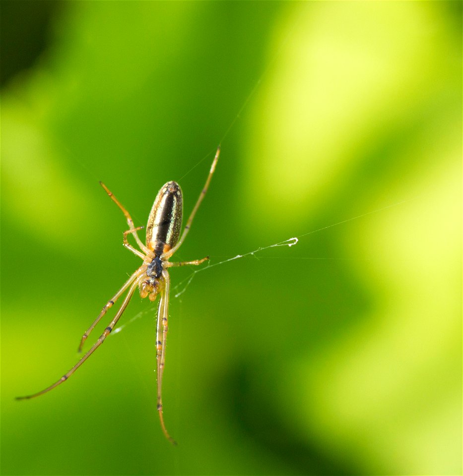 Fauna Insects
