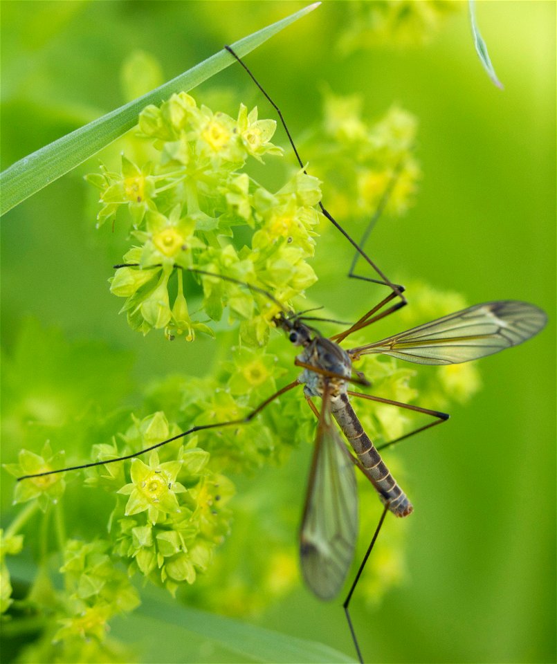 Fauna Insects