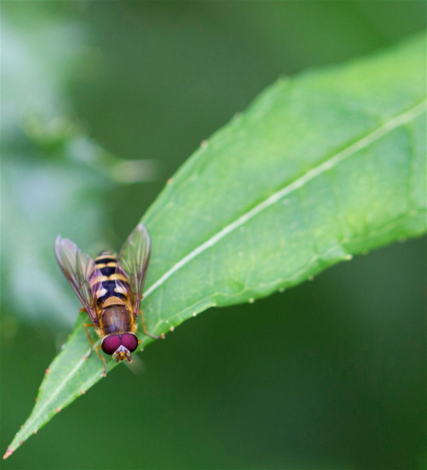Fauna Insects