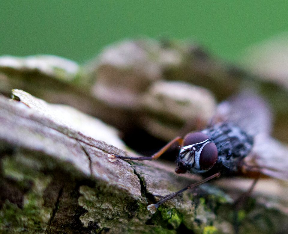 Fauna Insects