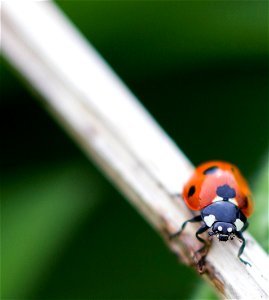Fauna Insects photo