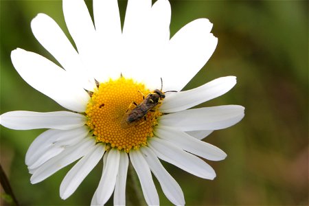 Fauna Insects