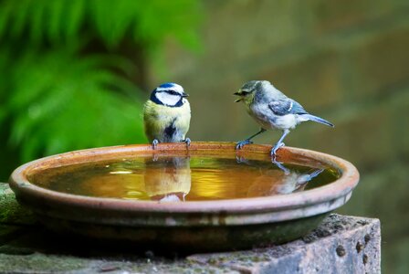 Blue tit couple photo