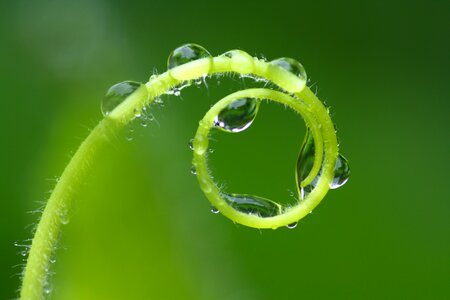 Swirl nature close up