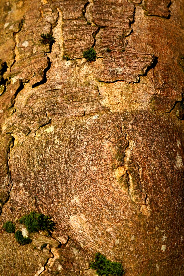 Nature Tree Trunk