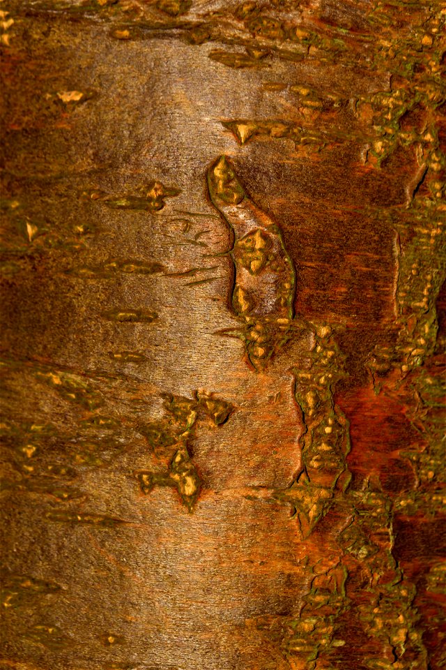 Nature Tree Trunk