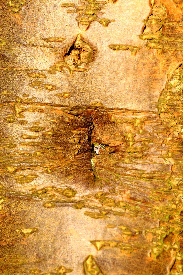 Nature Tree Trunk