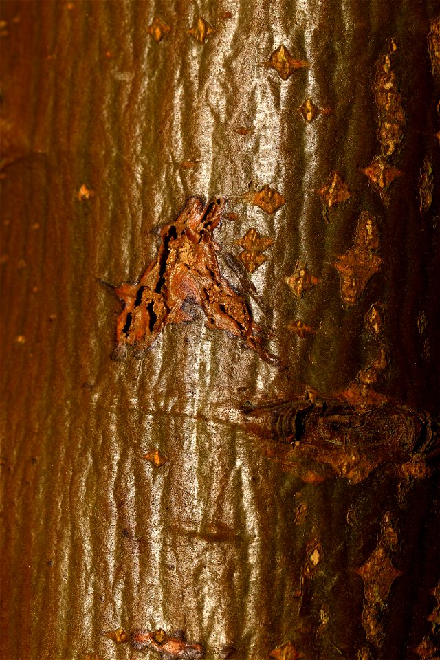 Nature Tree Trunk
