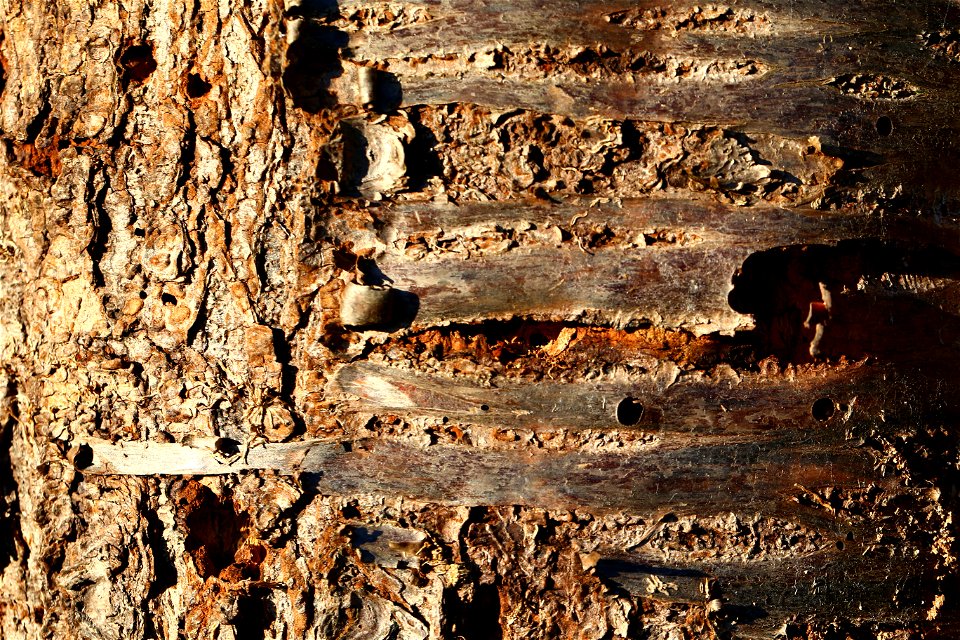 Nature Tree Trunk