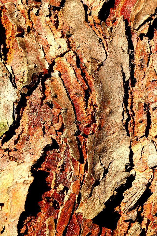 Nature Tree Trunk