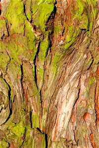 Nature Tree Trunk