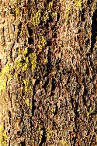 Nature Tree Trunk