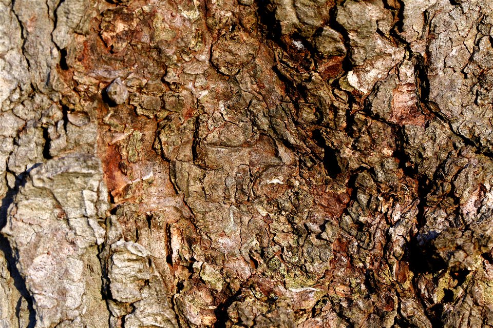 Nature Tree Trunk