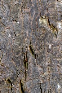 Nature Tree Trunk