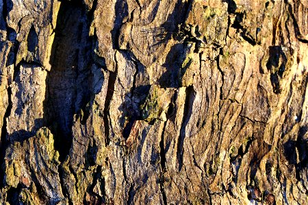 Nature Tree Trunk