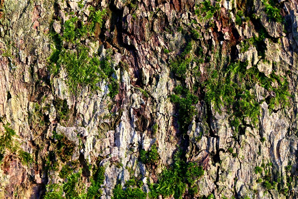 Nature Tree Trunk