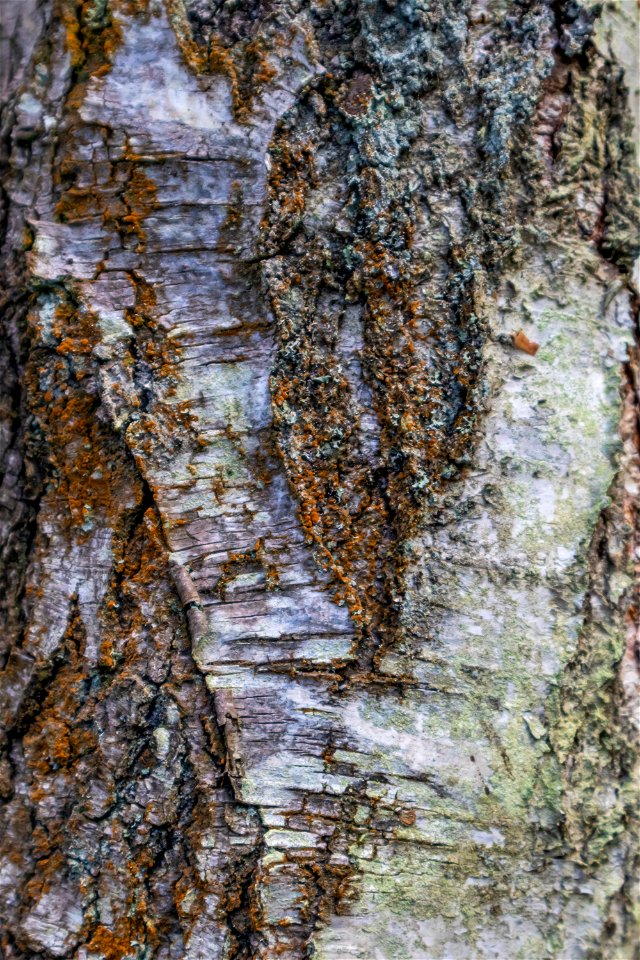 Nature Tree Trunk