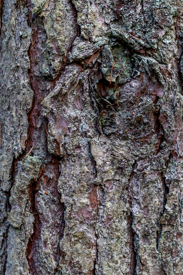 Nature Tree Trunk